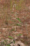 Curlytop knotweed